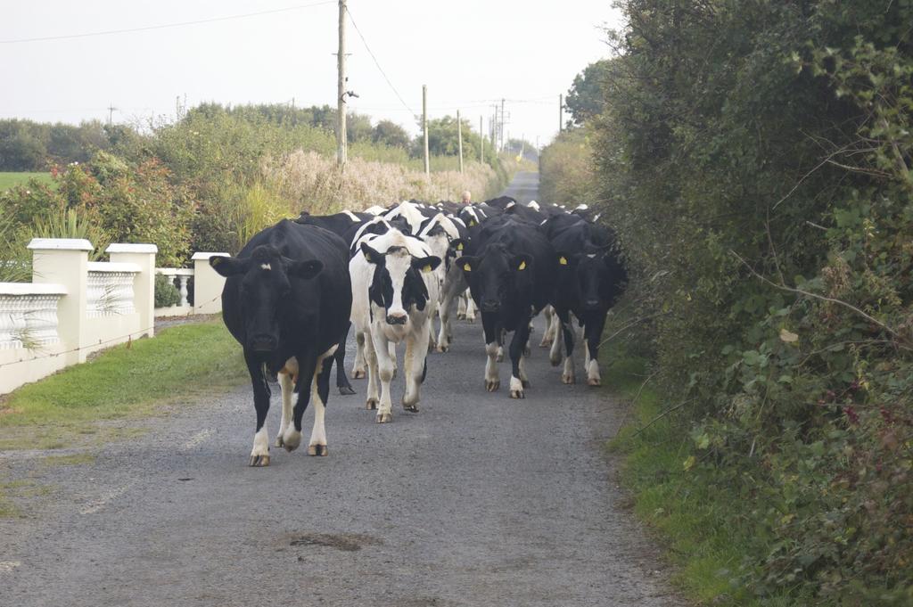 Ballylongford Greenfields Farmhouseヴィラ エクステリア 写真